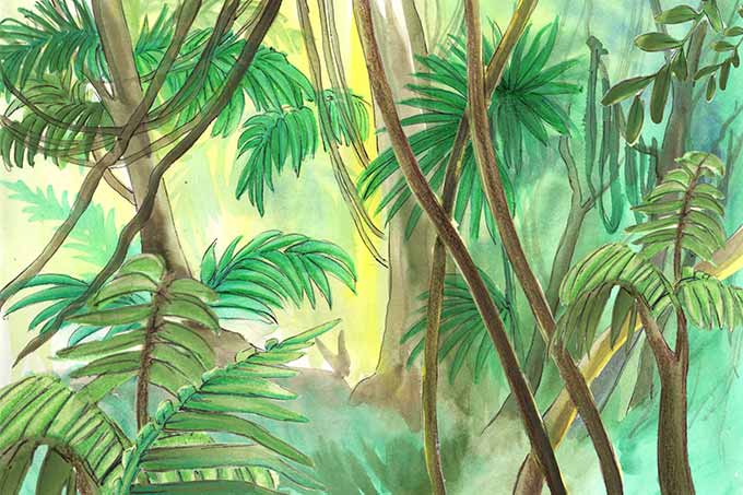 Pflanzen im Regenwald Illustration