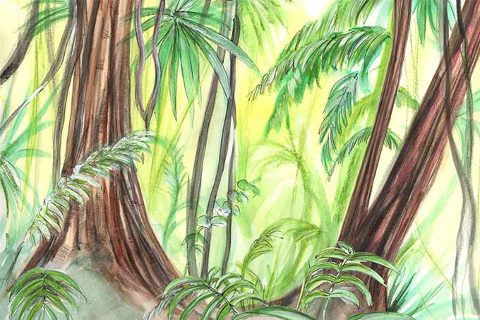 Hohe Bäume im Regenwald Illustration