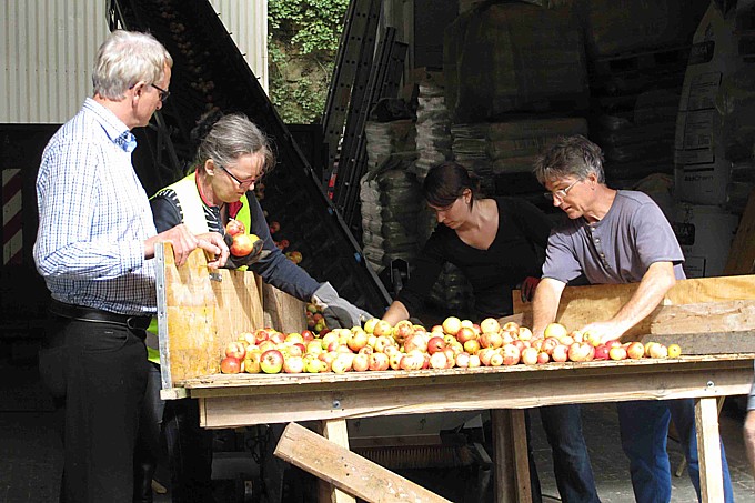Ein Grund für die excellente Qualität des Streuobst-Schorles ist das ganz konsequente Auslesen aller auch nur teilweise fauligen Äpfel direkt an der Annahme durch die ehrenamtlich Aktiven von BUND, Imkern, NABU sowie Obst- und Gartenbauverein. - Foto: Rolf Sauter