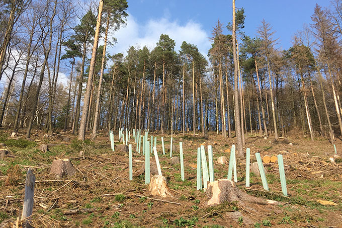 Wiederaufforstung im Thüringer Wald: Wir diskutieren den Umgang mit Schadflächen und die Methoden des Waldumbaus - Foto: Stefan Michel
