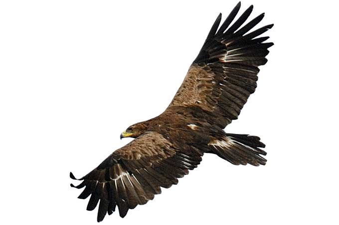 Freigestellter fliegender Adler