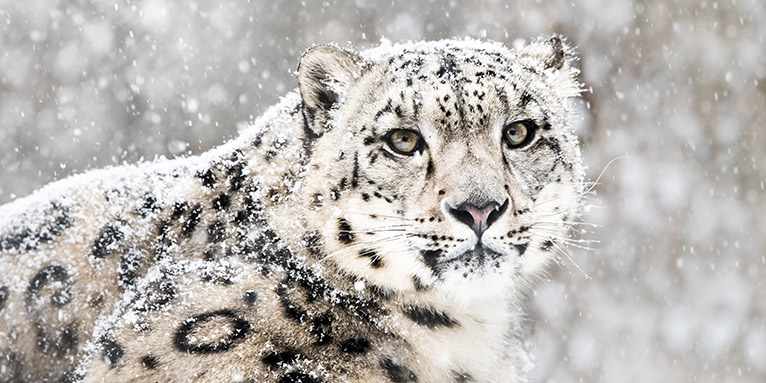 Schneleopard im Schnee – Foto: iStock Abzerit