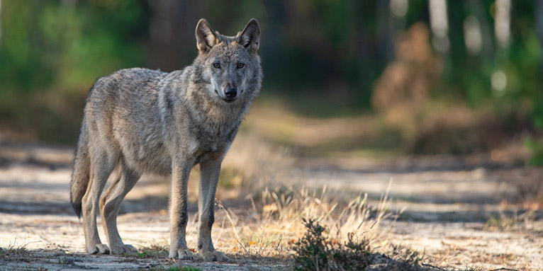 Einsamer Wolf auf einem Waldweg – Foto: Kathleen Gerber