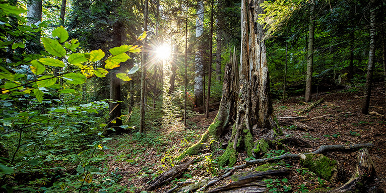 Wald mit Sonnenstrahl - Foto: NABU/ Pro Park