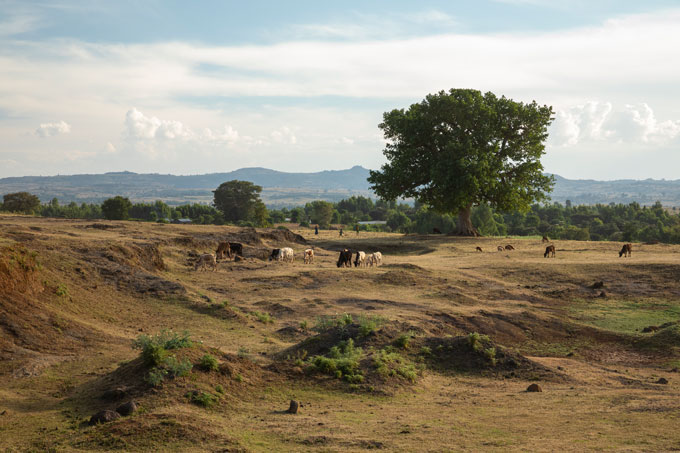 Nutztierhaltung in Äthiopien. - Foto: Bruno D‘Amicis