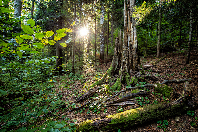 Wald mit Totholz - Foto: NABU/ProPark