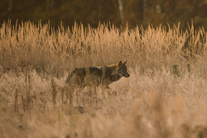 Wolf – Foto: Heiko Anders