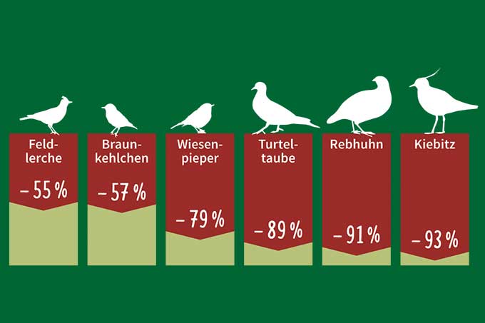 Verlust der Agrarvögel seit 1980 - Grafik: NABU