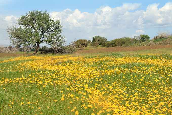 Vogelschutzfläche auf Zypern - Foto: NABU