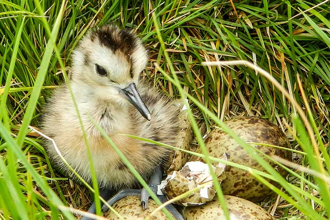 Brachvogelküken im Nest - Foto: NABU/Natalie Busch