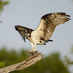 Fischadler - Foto: Tom Dove