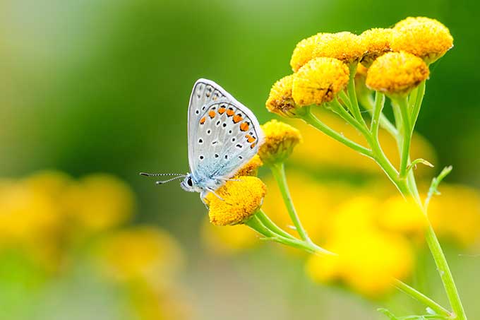 Schmetterling - Foto: marekkijevsky/AdobeStock