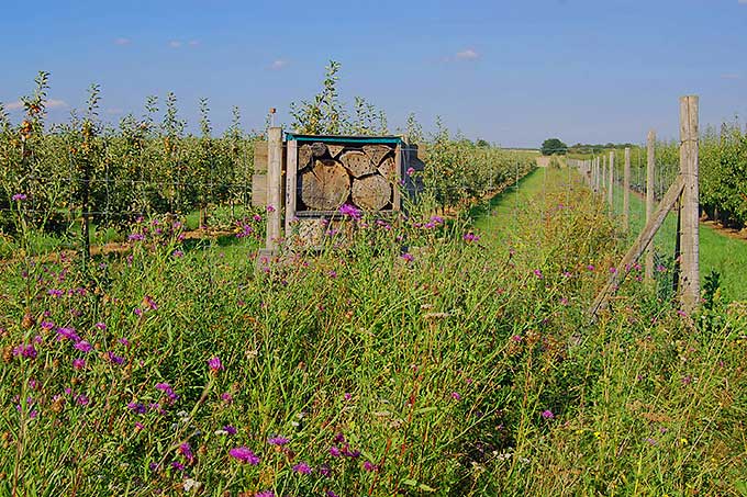 Blühflächen mit heimischen Wildpflanzen bieten Lebensraum und Nahrung für viele Insekten. - Foto: Michael Markowski/NABU-Naturschutzzentrum Rheinauen