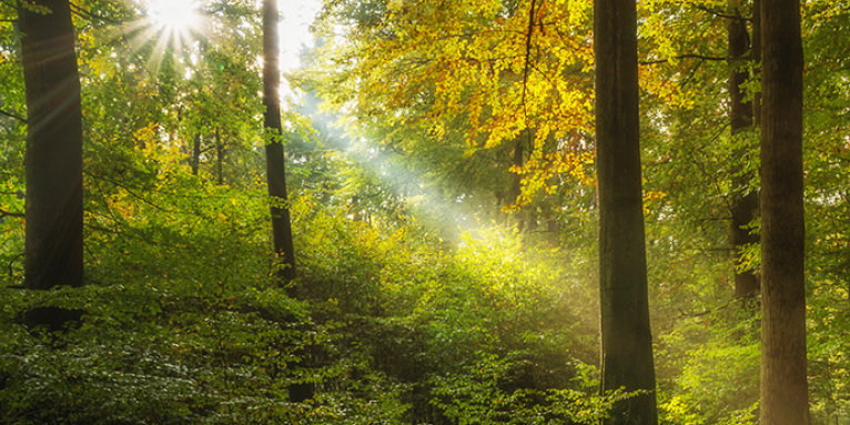 Herbstwald – Foto: NABU/Michael Seichter