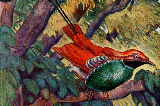 „Schon im Jahres 1875 wurde der seltene Paradiesvogel Diphyllodes Guilielmi-Tertii dem König der Niederlande gewidmet. Dieser, wie manche andere Paradiesvogelart, bildet selbst für unsere größten Museen eine begehrte Seltenheit.“ Aus dem Jahresheft 1914  – Illustration: Bund für Vogelschutz/E. Matthes