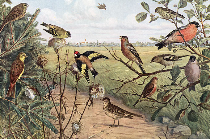 Heubach'sche Wandtafel mit Singvögeln, um 1910