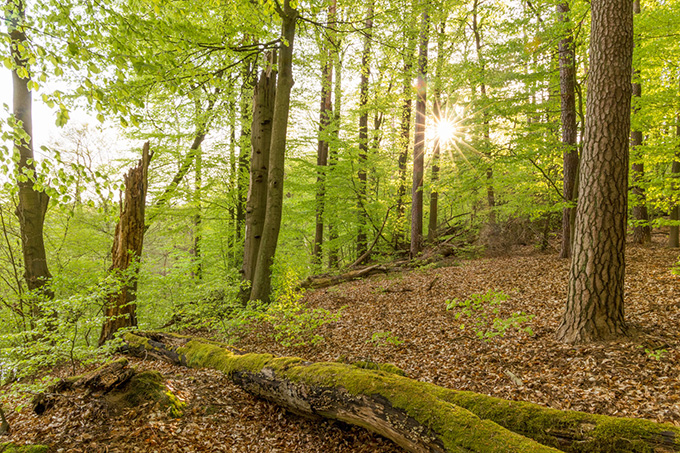 Naturwald im Biesenthaler Becken bei Berlin - Foto: NABU/Klemens Karkow