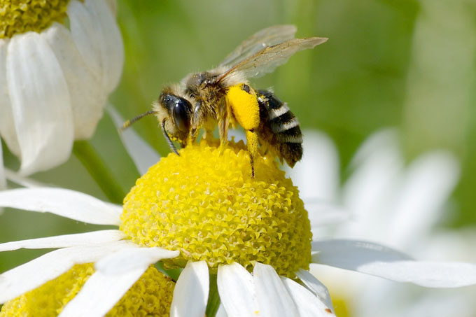 Eine naturschonende Landwirtschaft ist gut für Insekten wie Wildbienen. - Foto: Frank Gottwald