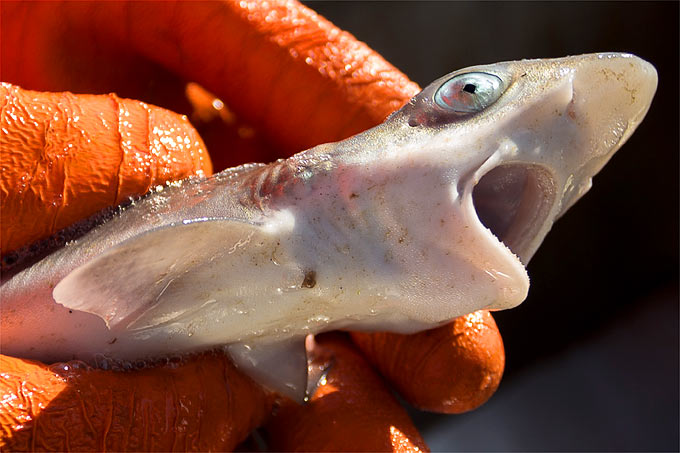 Kleiner Hai als Beifang - Foto: NABU/Philip Scholl