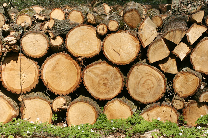 Das Holzbestandteil Lignin ist ein besonders vielversprechender Rohstoff. Foto: Helge May