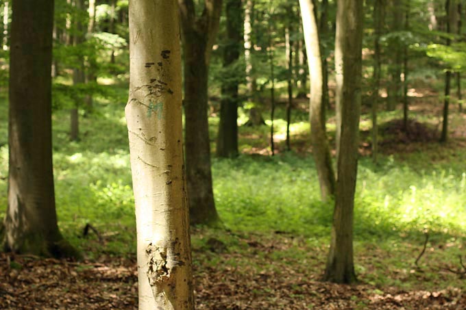 Ein gekennzeichneter Methusalem-Baum – eine Seltenheit in deutschen Wäldern! - Foto: NABU