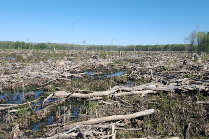 Abholzung für die Pelletindustrie - Foto: Dogwood Alliance