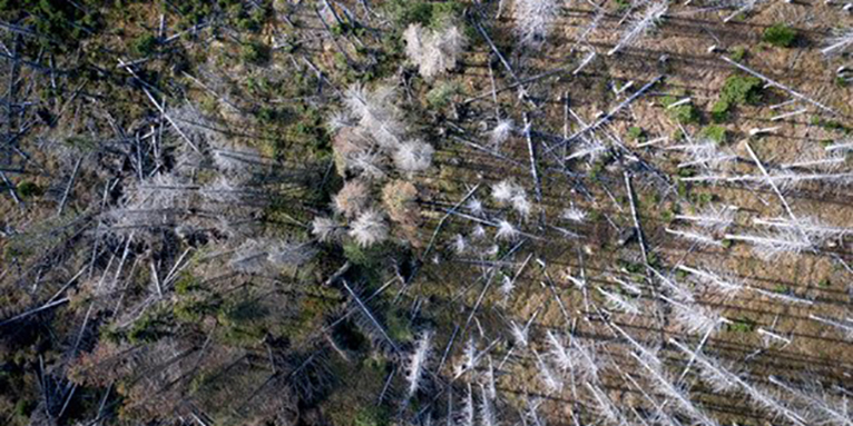 Zerstörte Bäume im Harz - Foto: Getty Images/CloudVisual