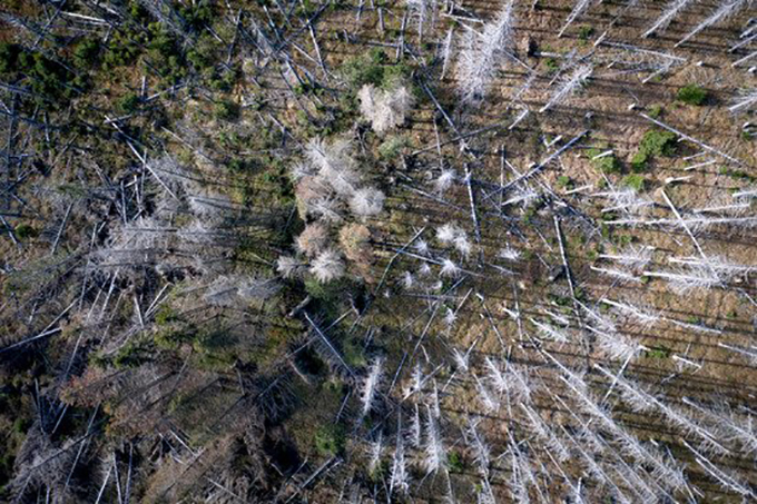 Zerstörte Bäume im Harz - Foto: Getty Images/CloudVisual