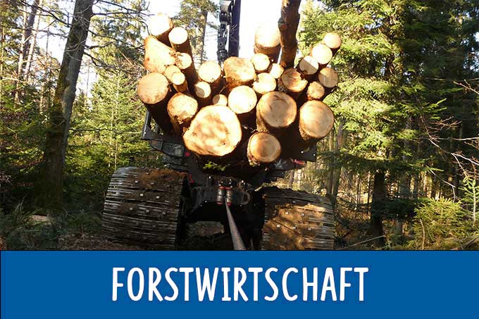 Holzernte im Schwarzwald.