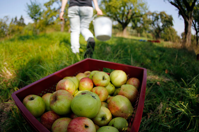 Apfelernte im Münsterland - Foto: NABU/Bernd Schaller