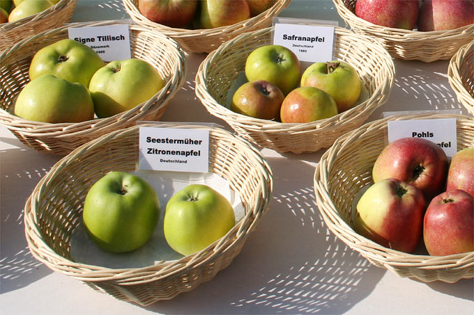 Obstsortenschau mit Äpfeln - Foto: Helge May
