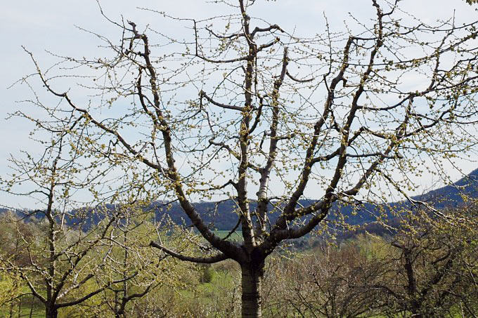 Anleitung zum Obstbaumschnitt - NABU