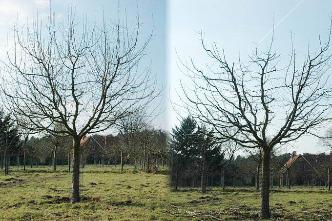12-jähriger Apfelbaum vor und nach dem Schnitt - Foto: Hans-Joachim Bannier