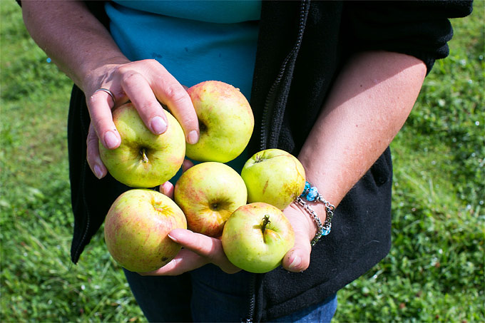 Hand hält Äpfel