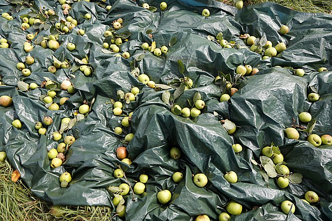 Dank zahlreicher Mostereien wird aus den geernteten Äpfeln leckerer Apfelsaft - Foto: NABU/Bernd Schaller