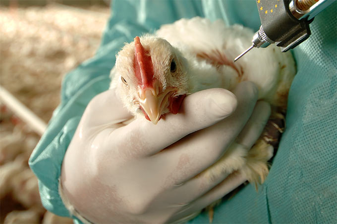 Hühnergrippeimpfung - Foto: EC/Alain Schroeder