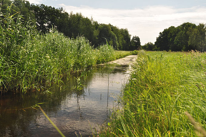 Auch Flutrinnen und Auengewässer sollen wieder an die Havel angeschlossen werden. Foto: NABU-Institut für Fluss- und Auenökologie (IFA) 