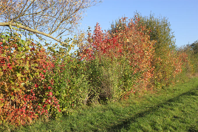 Herbstlich bunte Hecke - Foto: Helge May