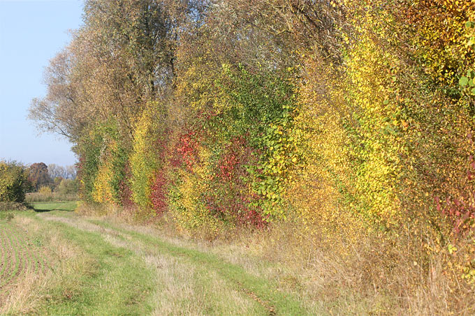 Herbstliche Hecke – Foto: Helge May