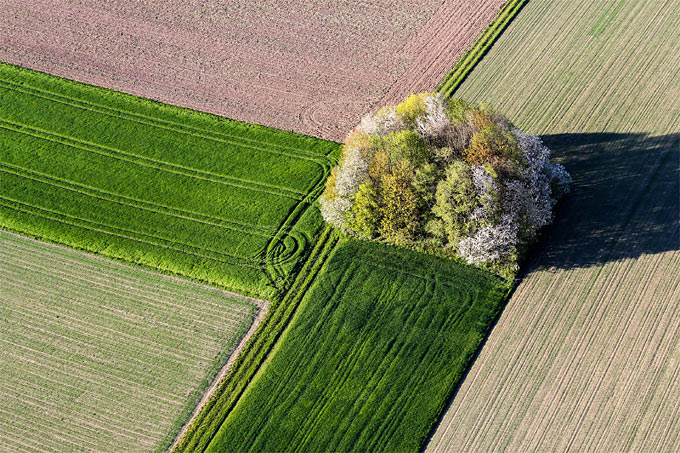 Ackerlandschaft mit einsamem Feldgehölz - Foto: NABU/Josef Merkl