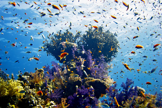Korallenriff im Roten Meer - Foto: Andreas Metz