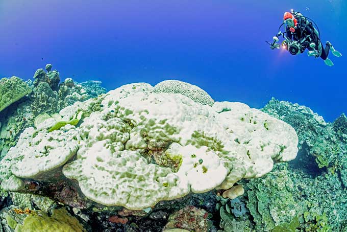 Taucher blickt auf eine Koralle, die von Bleiche befallen ist.