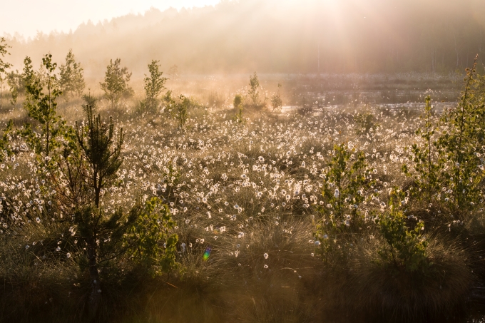 Common cottongrass (Eriophorum vaginatum), typical peatland species in Madiešēnu Mire, Augstroze Nature Reserve, Latvia - photo: Dace Znotiņa
