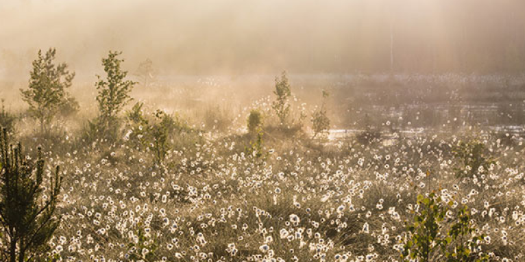 Moorlandschaft mit Wollgras – Foto: Mara Pakalne