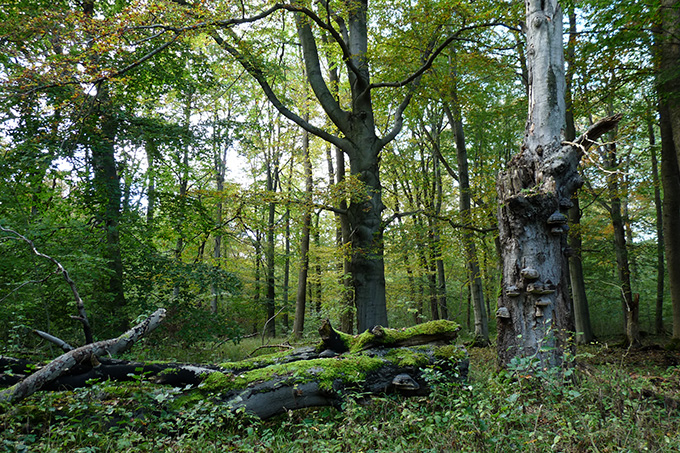 Zu einem naturnahen Wald gehört auch Totholz. - Foto: Uwe Prietzel