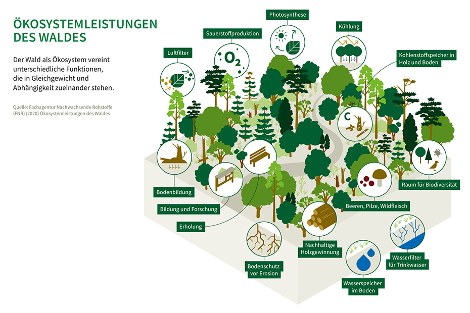 Die Ökosystemleistungen des Waldes im Überblick - Grafik: Sapera Studios