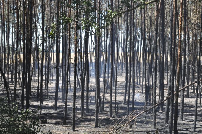 Wald in Brandenburg nach einem Brand - Foto: NABU/Felix Grützmacher