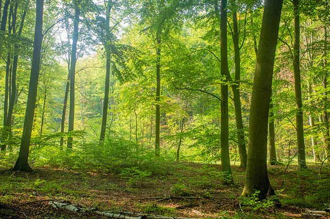 Der Wald Grumsin (Brandenburg) ist Teil der UNESCO-Welterbestätten „Alte Buchenwälder Deutschlands“ - Foto: NABU/Klemens Karkow