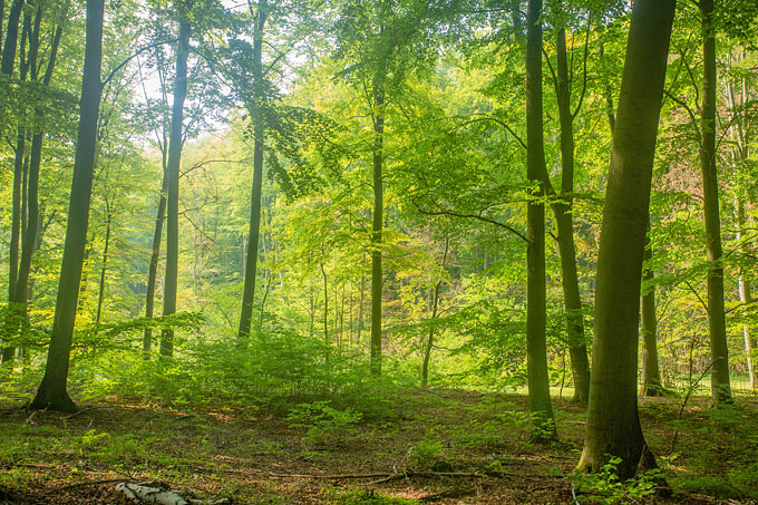 Die Bewahrung von Waldflächen ist eines der Millenniumsziele - Foto: NABU/Klemens Karkow