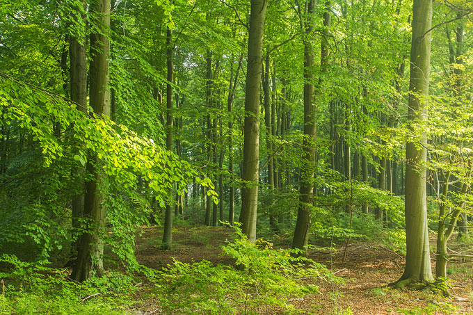  Wir brauchen naturnahe Mischwälder statt plantagenartiger Aufforstungen. - Foto: NABU/Klemens Karkow